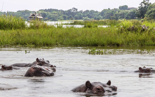 Nijlpaarden tijdens uw individueel begeleide rondreis door Oeganda met gids/chauffeur