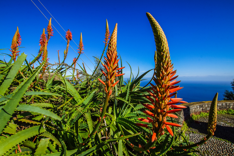 Aloe op Madeira